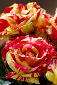 BRUSH STROKES (floribunda)